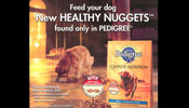 Dog food Ad